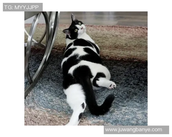 为女猫咪取名灵感来自足球明星的可爱创意分享